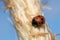 Eleven-spotted ladybird, Coccinella undecimpunctata on straw
