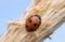 Eleven-spotted ladybird, Coccinella undecimpunctata on straw