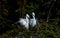 Elf-like dancer - Egret bird dance--4