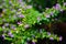 Elfin Herb/Mexican False Heather flowers