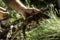 The elhiro giant lizard Gallotia simonyi is endemic to the Canary Islands