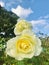 Elina Dicjana Hybrid Tea, Pale primrose yellow.