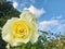 Elina, Pale primrose yellow Hybrid Tea.