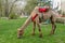 ELISTA, RUSSIA. The two-humped camel under a saddle for driving of tourists is grazed on a lawn