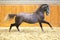 Elite lipizzan horse galloping across the arena