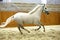 Elite lipizzan horse galloping across the arena