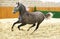 Elite lipizzan horse galloping across the arena
