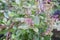 The elixir of life and the queen of herbs- The Holy basil or tulsi