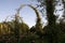 Elizabeth Park Three - Rose Arches