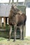 Elk, Alces alces, largest extant species in deer family. Cloudy spring day