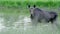 Elk, alces alces, walks on a green forest meadow in spring. Adult female elk.