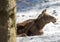 An Elk alces alces in winter in a german deer park