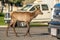 Elk in and around buildings of Mammoth Hot Springs and Fort Yellowstone