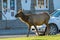 Elk in and around buildings of Mammoth Hot Springs and Fort Yellowstone