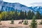 Elk in autumn, Banff National Park