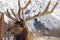 Elk with beautiful antlers outside of Girdwood, Alaska, in the winter.