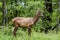 Elk on Blue Ridge Parkway