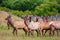 Elk bred on a farm for their antler velvet in Canterbury, New Zealand