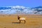 Elk Buck in Elk Refuge, Jackson Hole