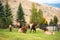 Elk bugling, bull with large antler rack in Yellowstone National Park, female cow elk harem lying down, Mammoth Hot Springs elk