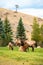 Elk bugling, bull with large antler rack in Yellowstone National Park, female cow elk harem lying down, Mammoth Hot Springs elk