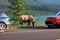 A elk bull along the highway as tourist vehicles stop dangerously close to it