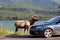 A elk bull along the highway as tourist vehicles stop dangerously close to it