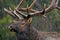 Elk Bull in rain storm