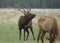 Elk bull in rut