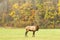 Elk Bull Standing in a Mountain Field in Fall