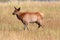 Elk calf (Cervus canadensis)