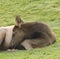 Elk calf dozes at Yellowstone National Park