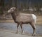 Elk calve on highway