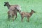 Elk calves playing