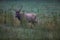 Elk in Cataloochee Valley