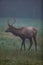 Elk in Cataloochee Valley