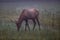 Elk in Cataloochee Valley