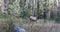 Elk, Cervus canadensis, in forest in Rocky Mountains 4K