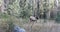 Elk, Cervus canadensis, in Rocky Mountains 4K