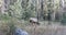 Elk, Cervus canadensis, in woodlands in Rocky Mountains 4K
