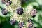Elk clover, Aralia californica, black ripening berries