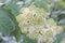 Elk clover, Aralia californica, close-up white-green flowers