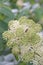 Elk clover, Aralia californica, close-up white-green flowers and wasps