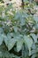 Elk clover, Aralia californica, leaves and white-green flowers