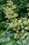 Elk clover Aralia californica, with umbels of white-green flowers