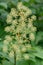 Elk clover Aralia californica, umbels of white-green flowers