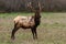 Elk at the Coast