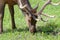 Elk of The Colorado Rocky Mountains