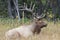 Elk of The Colorado Rocky Mountains