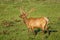 Elk of The Colorado Rocky Mountains